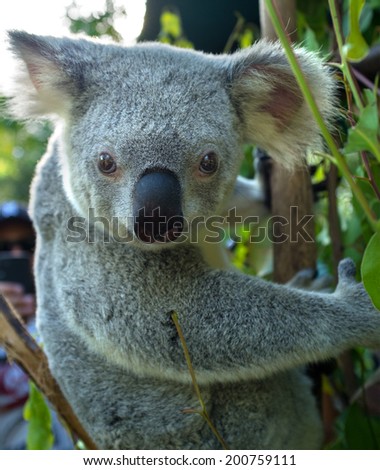 Cute Australian Koala Bear in a tree