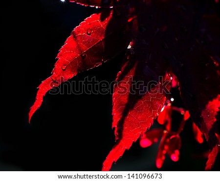 Rain drops on backlit Japanese Maple tree leaves