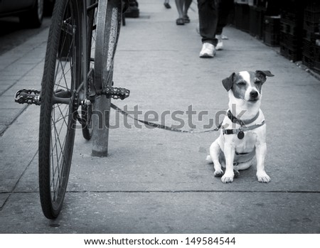 Jack Russell terrier waits patiently for his master.