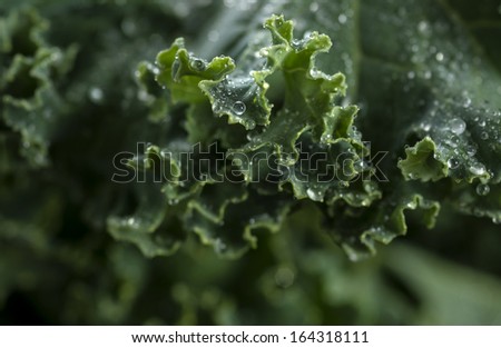 Organic kale with water droplets in closeup