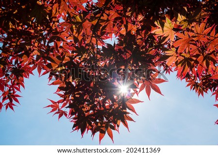 Closeup of Red Japanese Maple tree with sun poking through
