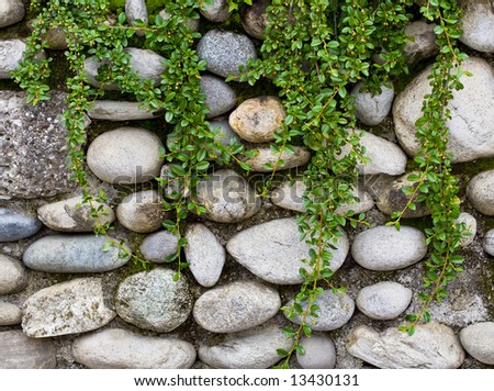 Plant on rock stone wall