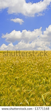 wheat harvest field with blue sky background