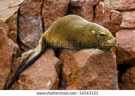 tired seal on red stone