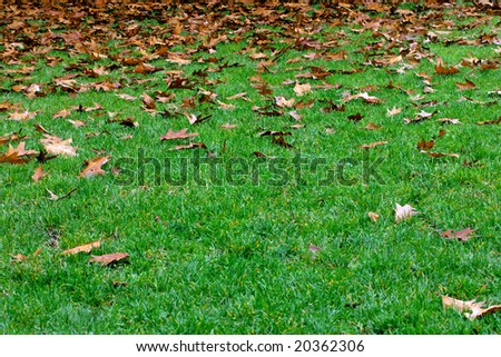 fine image of green lawn and dry leaf background