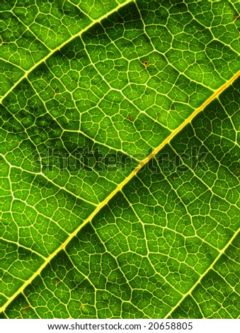 fine closeup image of green leaf background