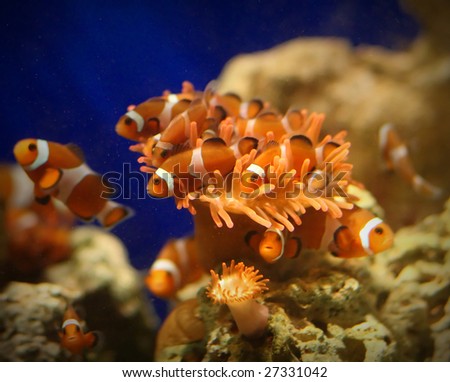 fine image of tropical fish in aquarium background