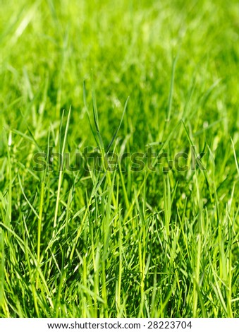 green grass background close up image