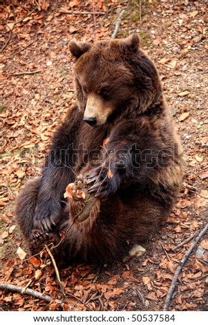 classic brown bear play sit on the ground