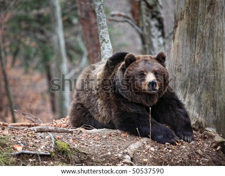 classic brown bear rest sit on the ground