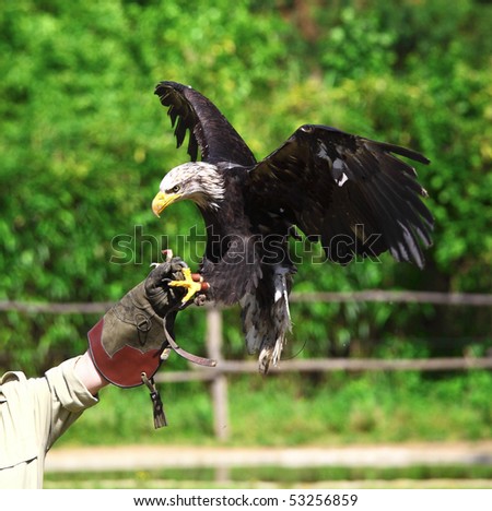 bald eagle landing on falconer glove