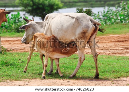 fine image of adult mother cow feed her puppy