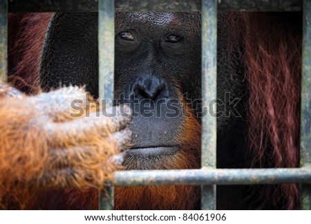 orangutang in Kubah National Park malaysia