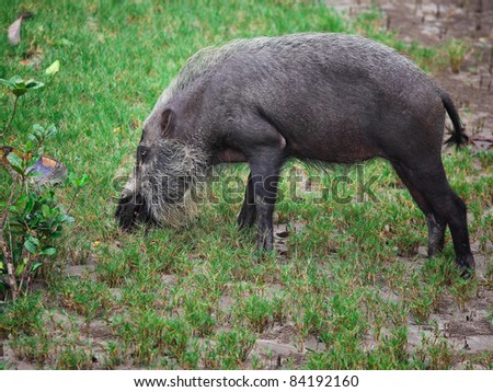bearded pig in borneo bako park,malaysia