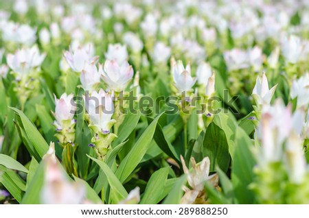 Siam tulip garden, white.