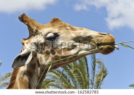 Giraffe sticking out the tongue and licking a branch against blue sky