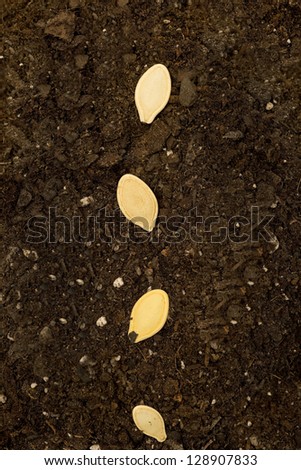 Vertical close up shot of vegetable seeds laying in a row and ready to grow.