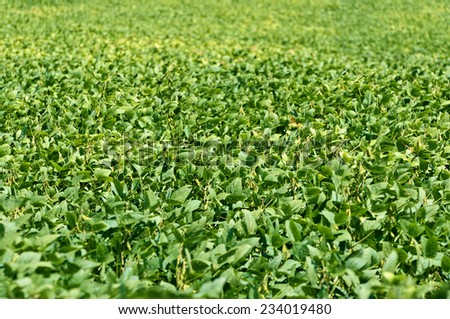 Soybean Crop With Compressed Perspective And Shallow Depth Of Field
