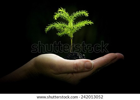 Hand Holding Baby Plant/ Cradling New Life