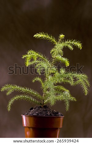 Vertical New Life Plant On Brown Background/ New Life Plant Vertical