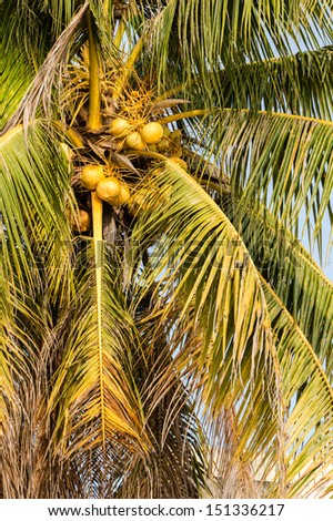 Coconut palm with a bunch of yellow fruits hanging. Science name is Cocos Nucifera Linn.