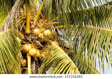Coconut tree with a bunch of yellow fruits hanging. Scientific name is Cocos Nucifera Linn.