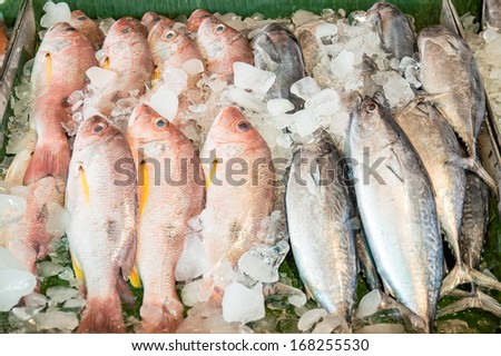Red snapper and King mackerel at a fresh fish market.