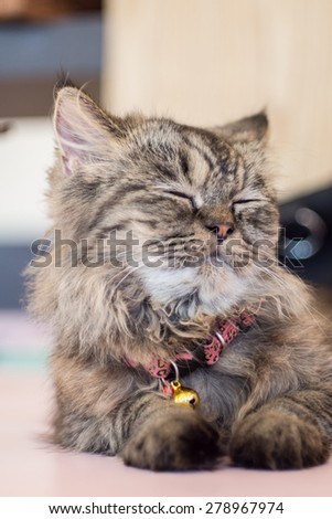 Persian cat at cat cafe
