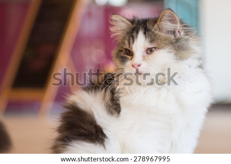 Persian cat sitting in cat cafe