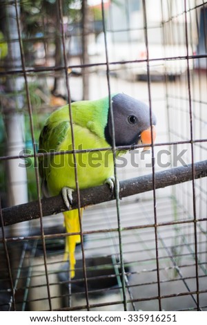 Green parrot in the cage, stock photo