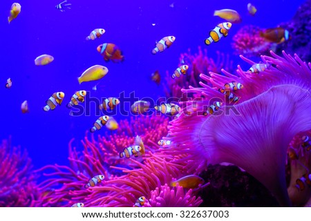 Ocellaris Clownfish swimming in a tropical aquarium