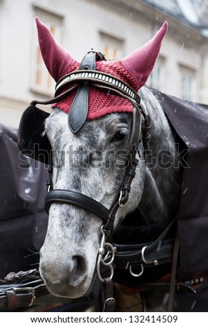 Detail of harnessed dappled horse\'s head with red cap.