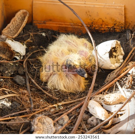 Nest with two juvenile common wood pigeons in orange flowerpot.