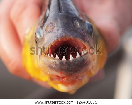 Man\'s hand holding freshly caught piranha fish with big teeth in Pantanal, Brazil. Horizontal orientation, close up.