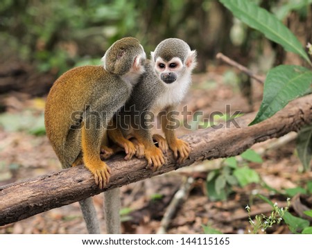 Two small squirrel monkeys sitting on a tree branch in the Amazon rainforest on the Monkey Island on Amazon river between Colombia, Peru and Brazil. Landscape orientation.