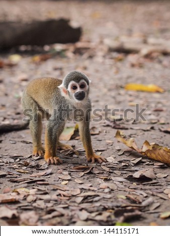 One small squirrel monkey walking  in the Amazon rainforest on the Monkey Island on Amazon river between Colombia, Peru and Brazil. Vertical orientation.