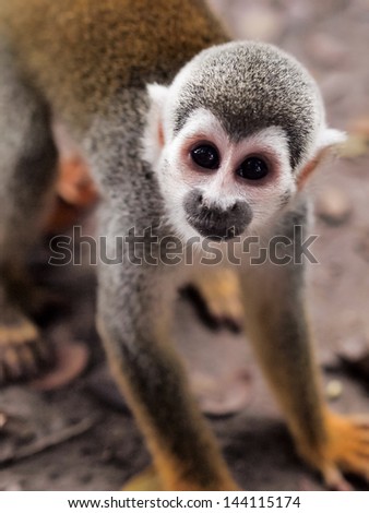 Squirrel monkey on the Monkey Island on Amazon river.