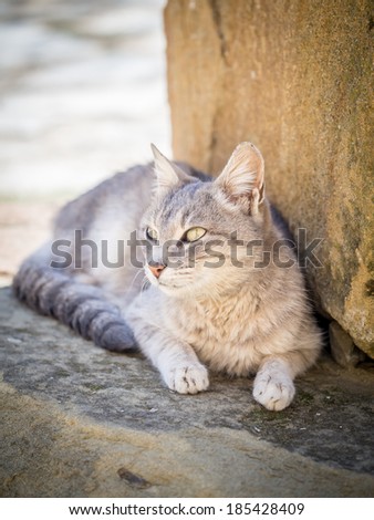 Grey cat resting in shade.