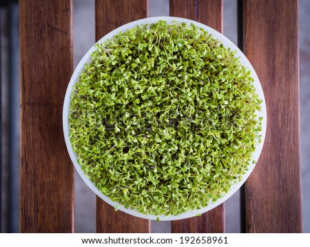 Organic broccoli sprouts in a sprouting container.
