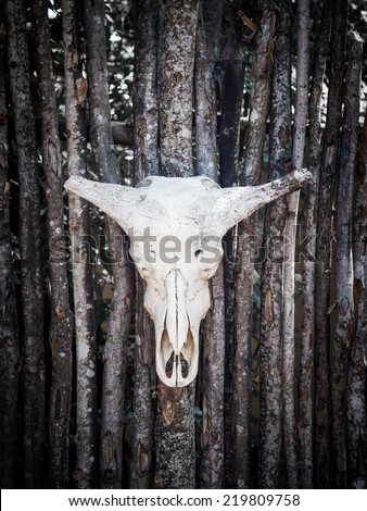 Skull of a water buffalo on a wooden fence in Mikumi, Tanzania.