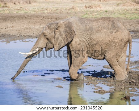 Adult male elephant with canines drinks water with his trumpet from a pond on the savanna in a national park reserve on the savanna in Tanzania, East Africa. Horizontal / landscape orientation.