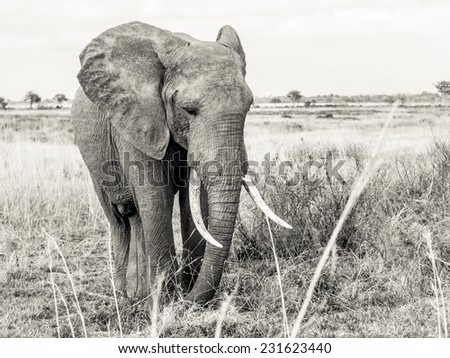 Male elephant on the savanna Tanzania, Africa.