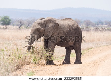 Male elephant in Mikumi national park, Tanzania, Africa.