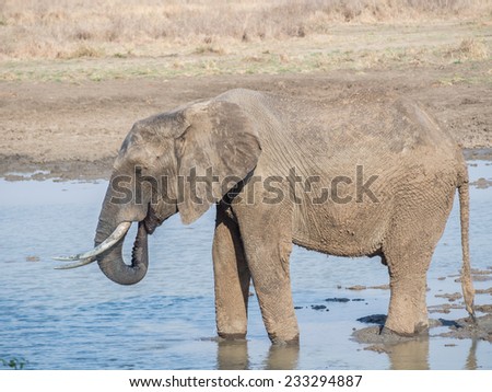 Elephant drinking water on the savanna in Tanzania, Africa.