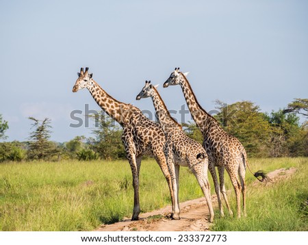 Three giraffes crossing a dirt road in a national park on the savanna in Tanzania, East Africa. Landscape orientation.