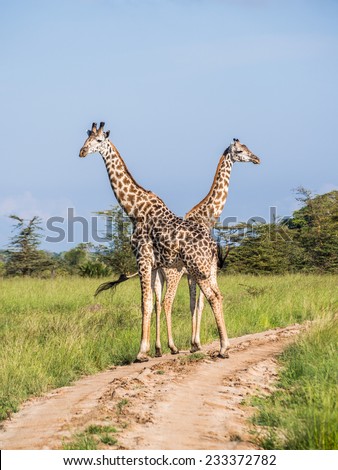 Two giraffes standing on a dirt road on the savanna in Serengeti National park, East Africa, crossing heads, on a sunny day. Green grass and blue sky in the background. Vertical / portrait orientation