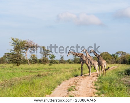 Three giraffes crossing a road on the savanna in a national park in Tanzania, East Africa. Landscape orientation.
