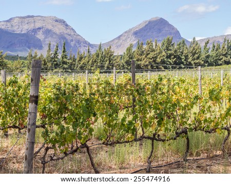 Vineyards in the wine region near Cape Town and Franschhoek, south Africa.