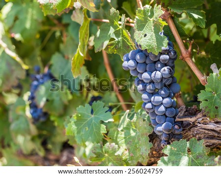 Red grapes in vineyards in the wine region near Cape Town and Franschhoek in South Africa.