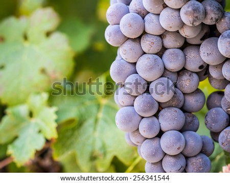 Red grapes in vineyards in the wine region near Cape Town and Franschhoek in South Africa, close up.